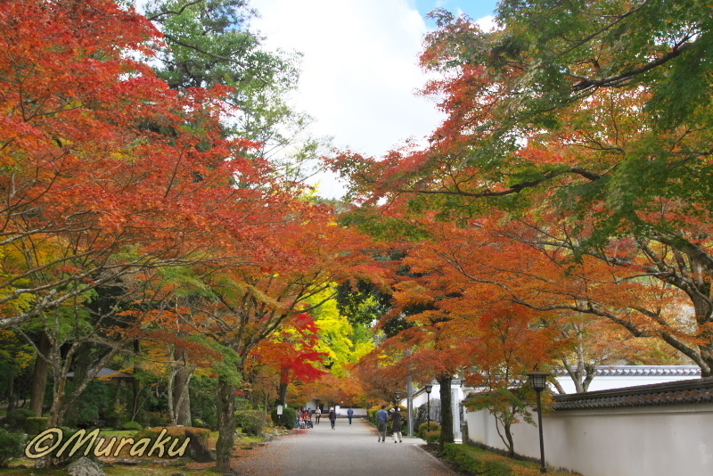 錦帯橋の紅葉（紅葉谷公園・岩国市）: 夢楽の風まかせ