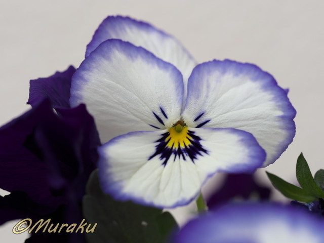 viola49.jpg