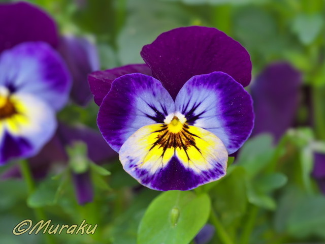 viola50.jpg