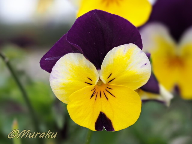 viola48.jpg