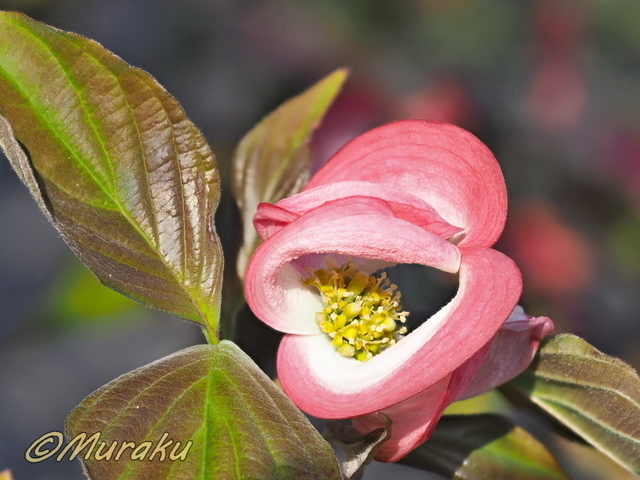 hanami58.jpg