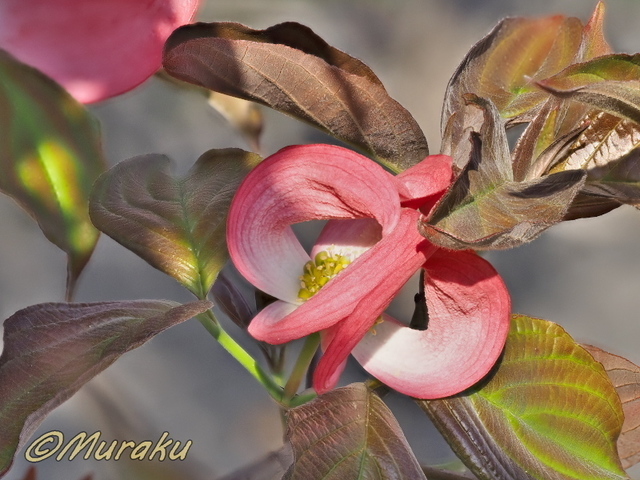 hanami60.jpg