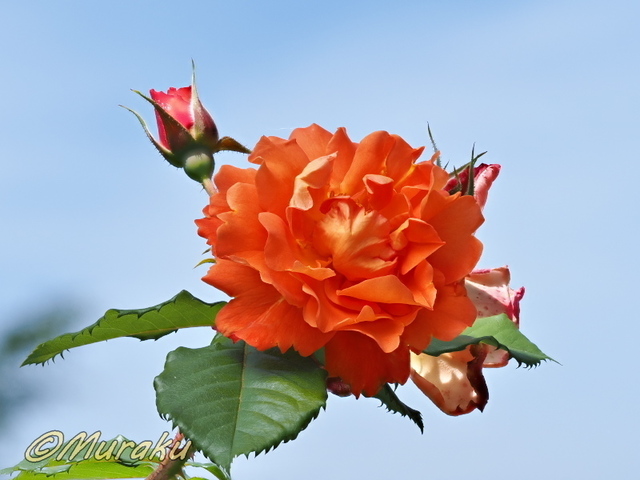 rose18.jpg