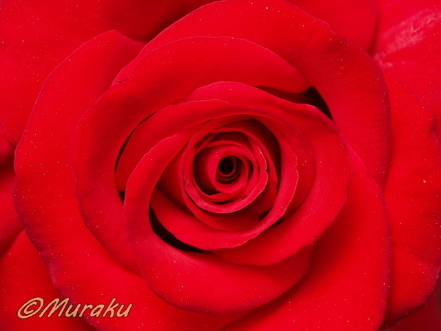 rose19.jpg