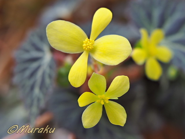 begonia22.jpg