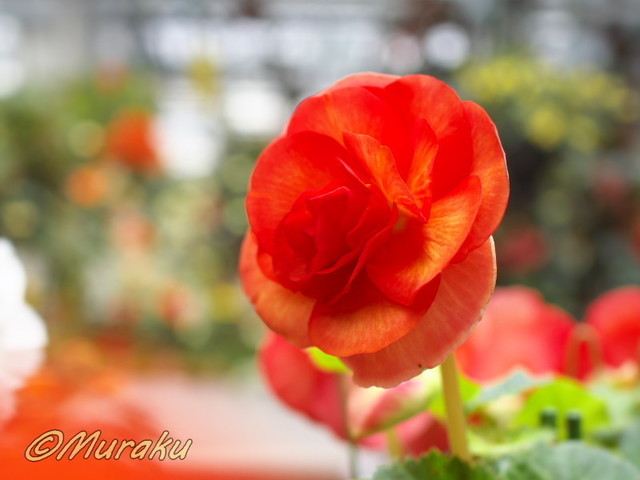 begonia23.jpg