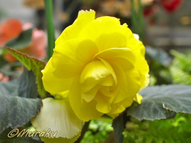 begonia25.jpg