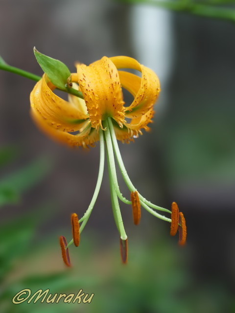 kanoko05.jpg