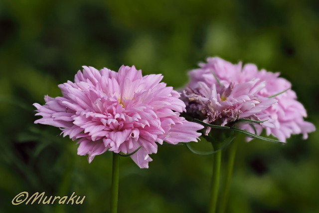 cosmos14.jpg