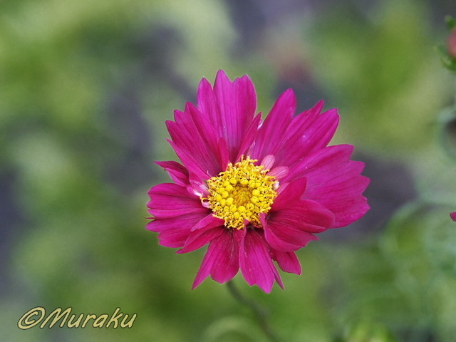 cosmos15.jpg