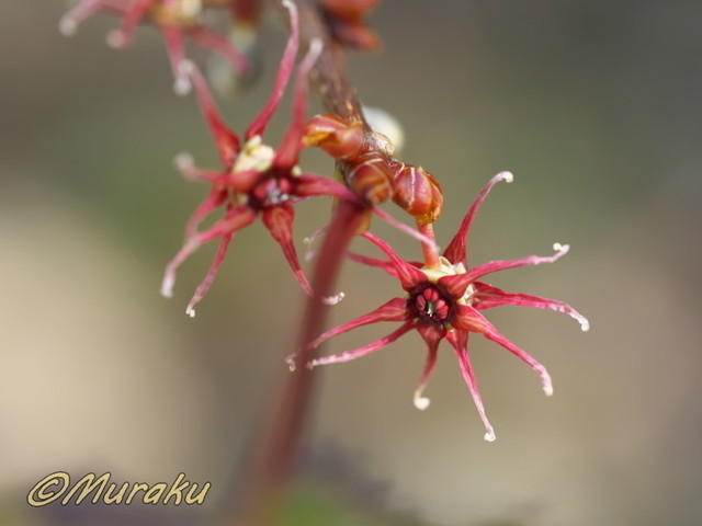 maruba05.jpg