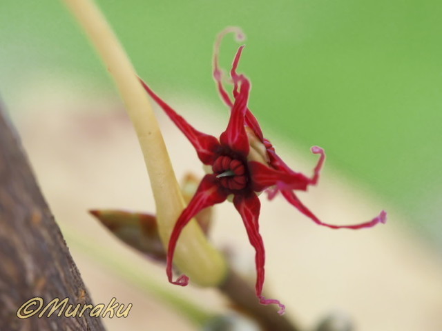 maruba02.jpg