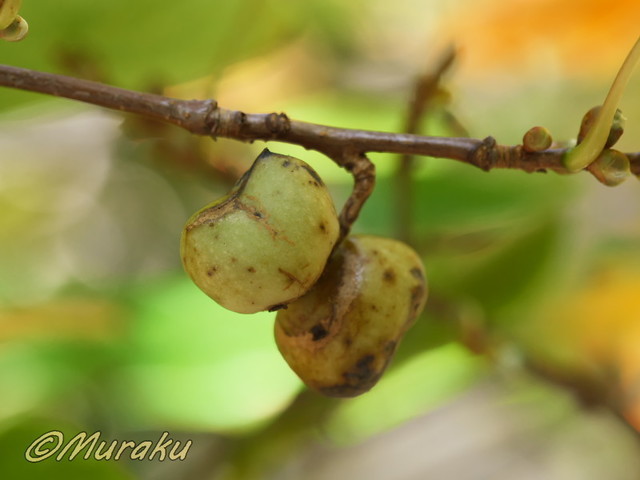 maruba06.jpg