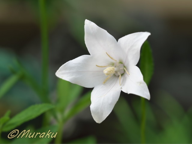 kikyo05.jpg