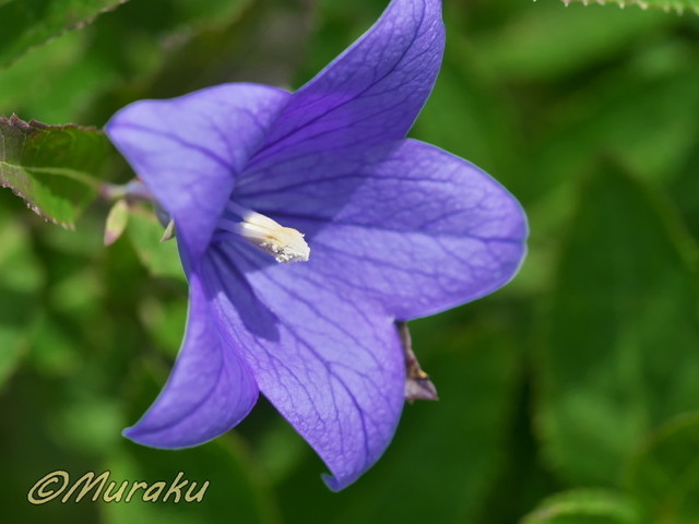kikyo01.jpg