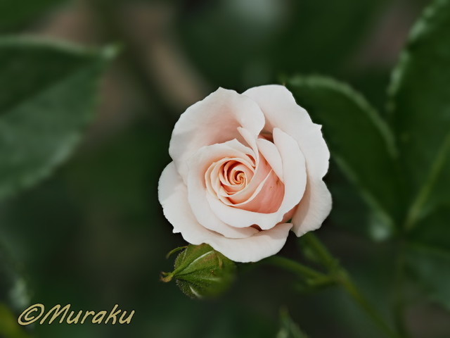 rose15.jpg