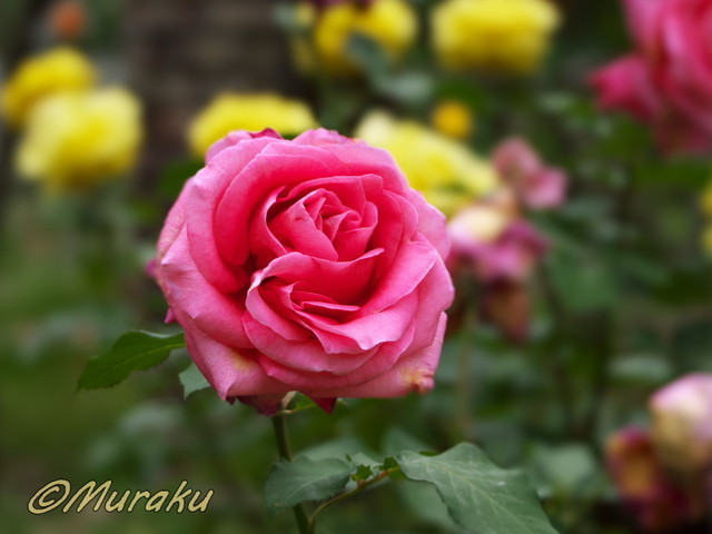 rose14.jpg