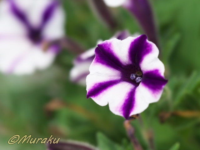 petunia01.jpg