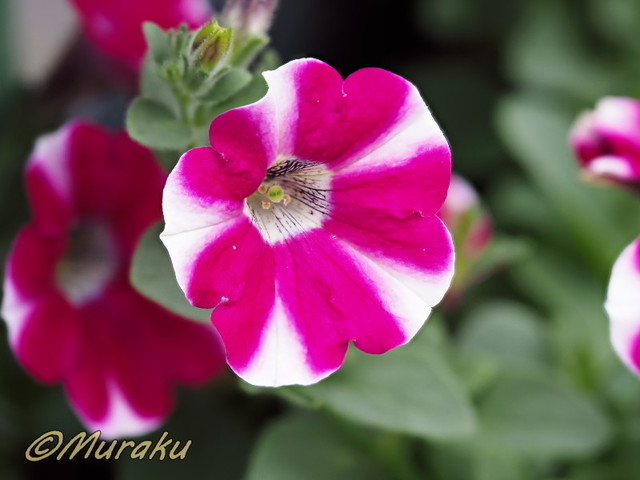 petunia05.jpg