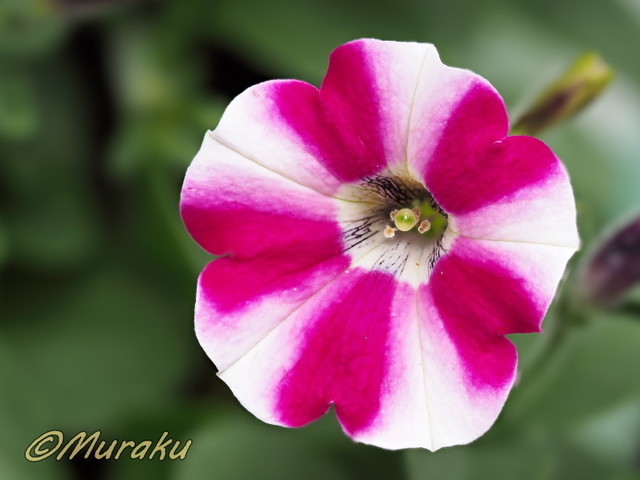 petunia02.jpg