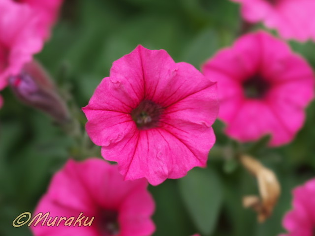 petunia03.jpg