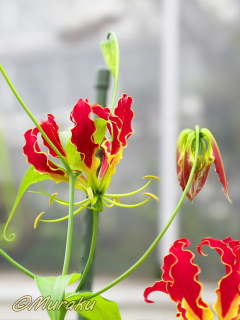 gloriosa15.jpg