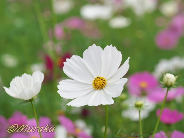 cosmos30.jpg