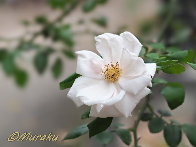 rose34.jpg