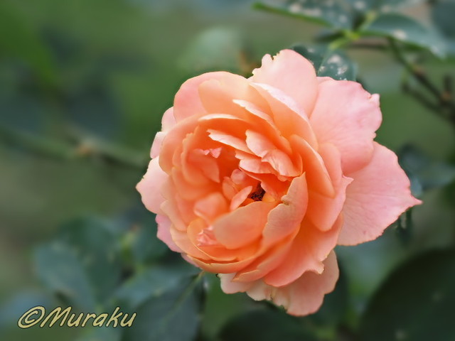 rose32.jpg