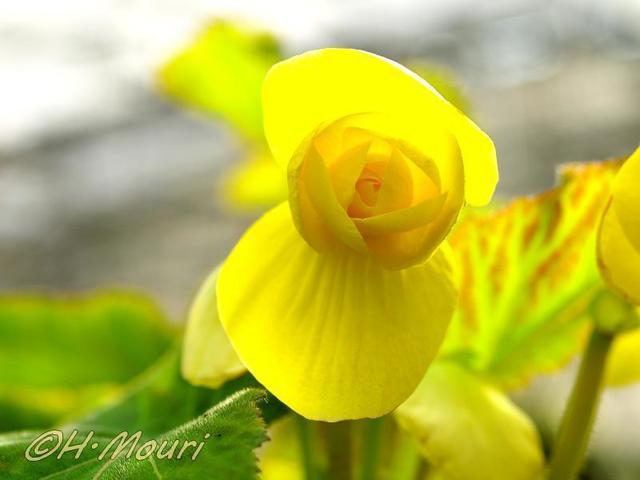 begonia10.jpg