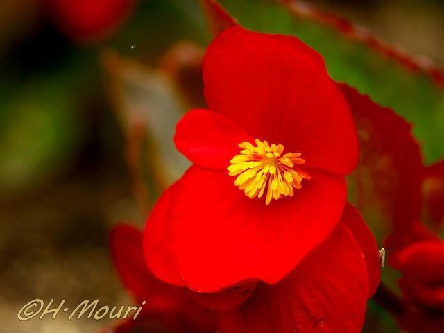 begonia06.jpg