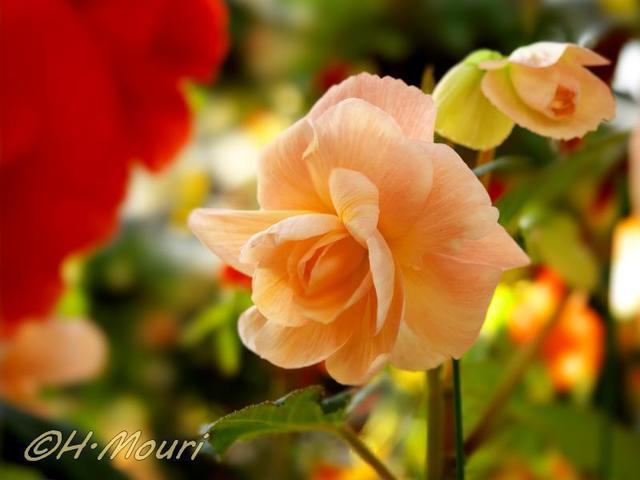 begonia09.jpg