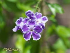 duranta03.jpg