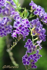 duranta05.jpg