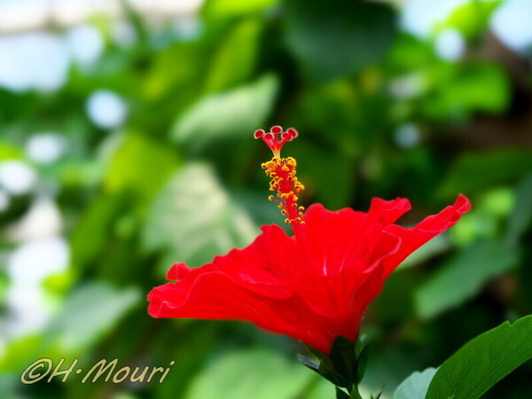 hibiscus06.jpg