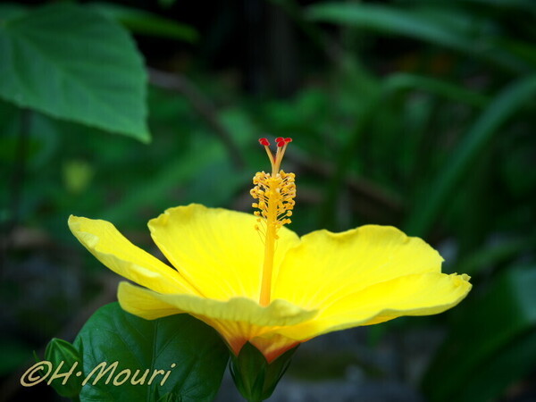 hibiscus09.jpg