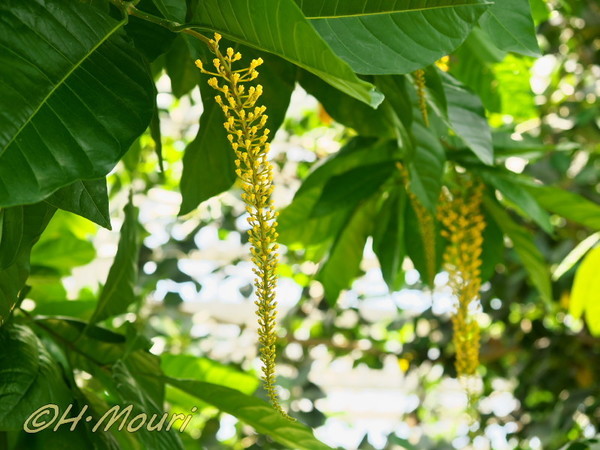 lophanthera02.jpg