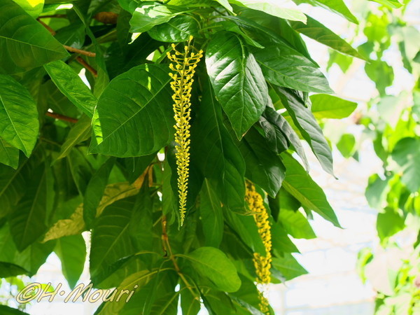 lophanthera04.jpg
