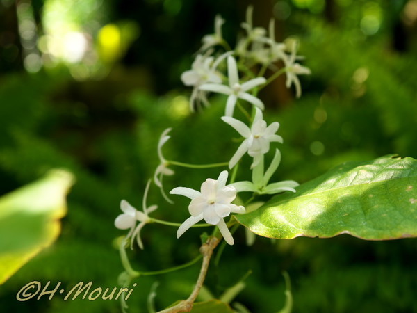 petrea01.jpg