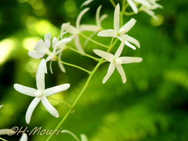 petrea03.jpg