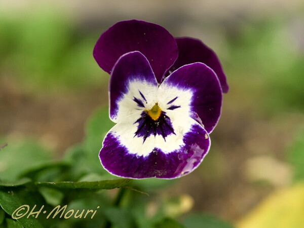 viola08.jpg