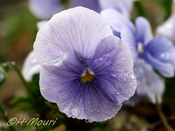 viola10.jpg