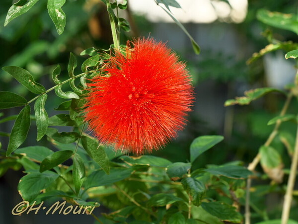 calliandra01.jpg