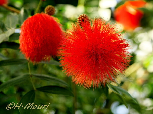 calliandra03.jpg