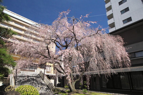 fumonji01.jpg