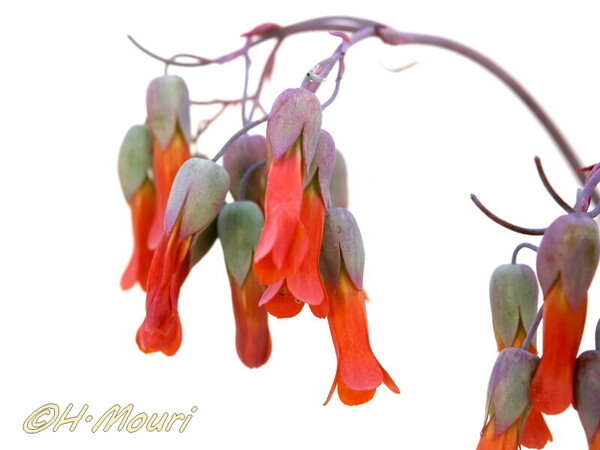 kalanchoe01.jpg