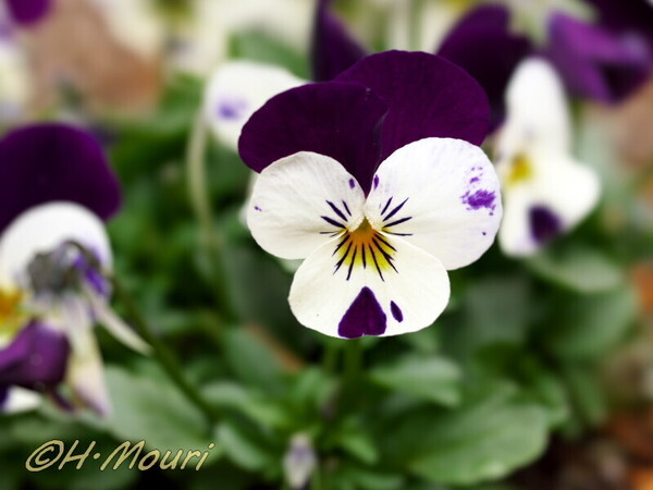 viola26.jpg