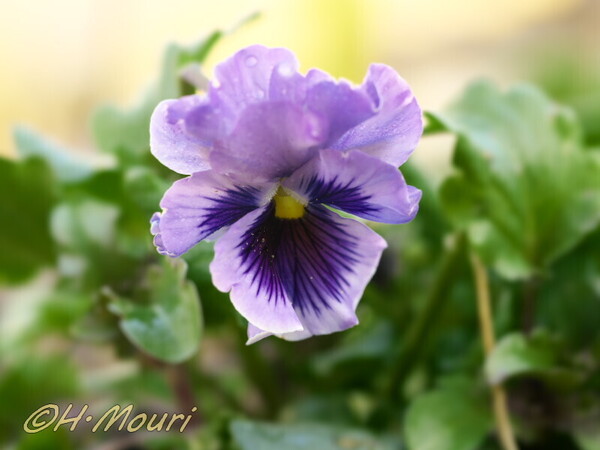 viola27.jpg