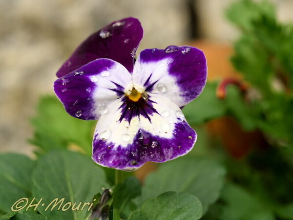 viola29.jpg