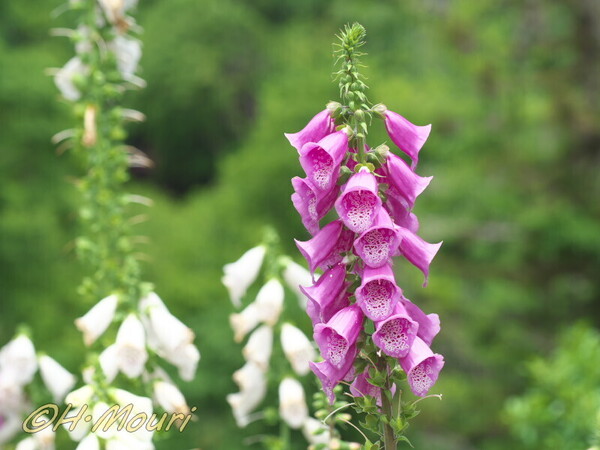 digitalis01.jpg